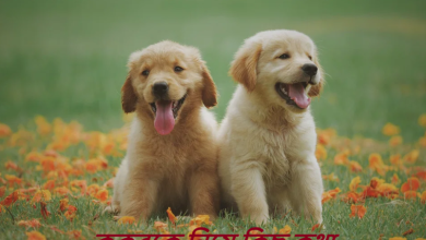 কুকুরকে নিয়ে কিছু কথা