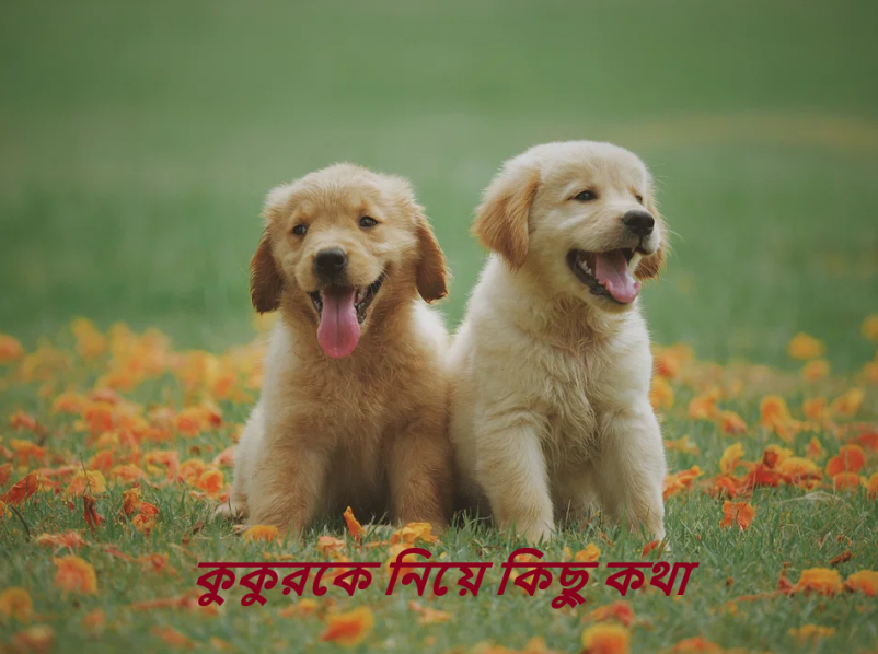 কুকুরকে নিয়ে কিছু কথা