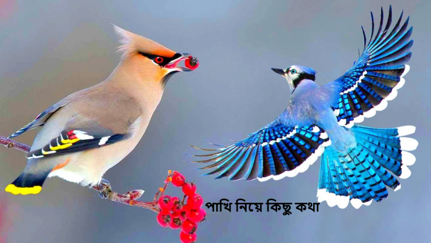 পাখি নিয়ে কিছু কথা