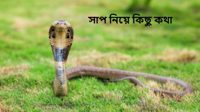 সাপ নিয়ে কিছু কথা