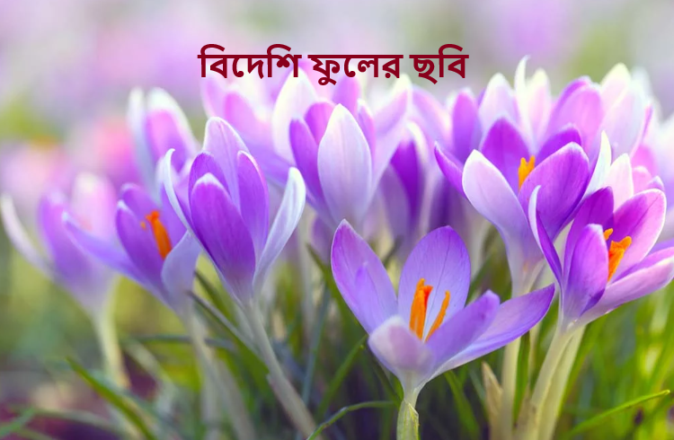 বিদেশি ফুলের ছবি