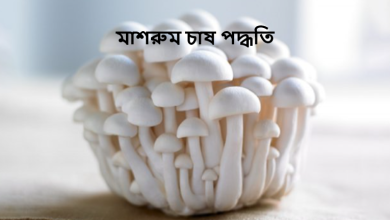 মাশরুম চাষ পদ্ধতি