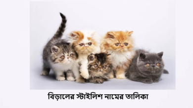বিড়ালের নামের তালিকা