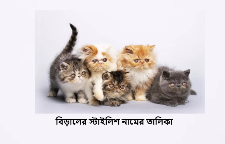 বিড়ালের নামের তালিকা