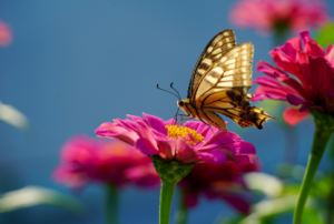 সেরা ছবি ডাউনলোড