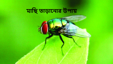 মাছি তাড়ানোর উপায়