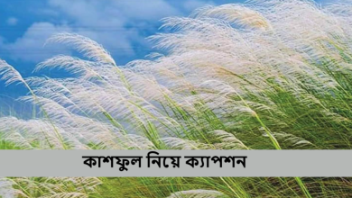 কাশফুল নিয়ে ক্যাপশন