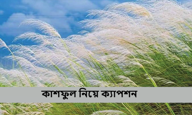 কাশফুল নিয়ে ক্যাপশন