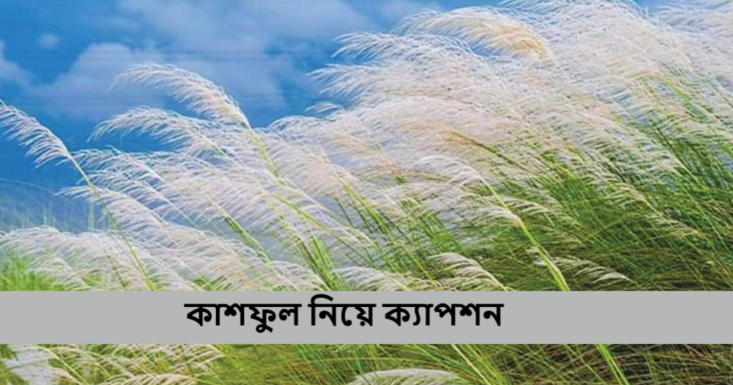 কাশফুল নিয়ে ক্যাপশন