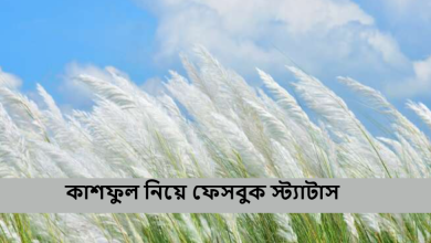 কাশফুল নিয়ে ফেসবুক স্ট্যাটাস