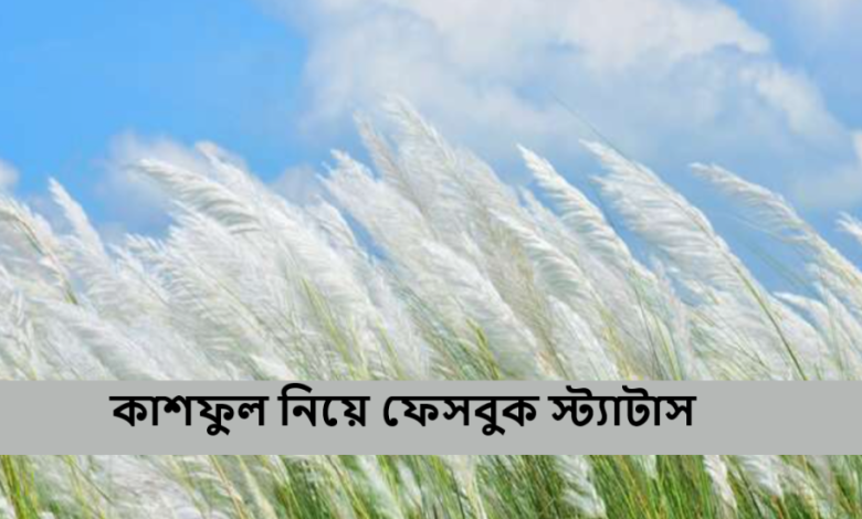 কাশফুল নিয়ে ফেসবুক স্ট্যাটাস