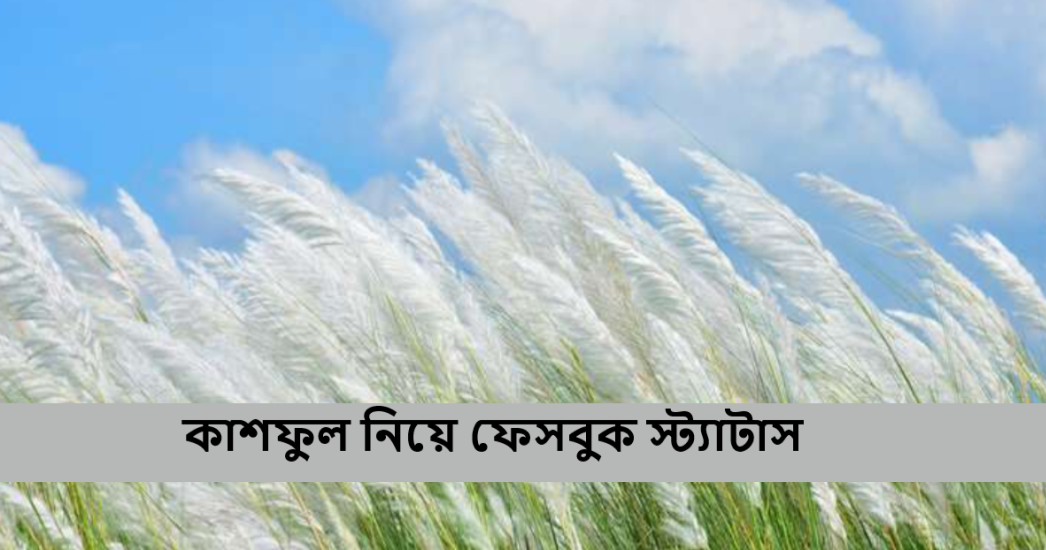 কাশফুল নিয়ে ফেসবুক স্ট্যাটাস