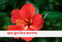 জবা ফুল নিয়ে ক্যাপশন