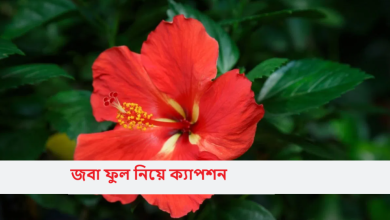 জবা ফুল নিয়ে ক্যাপশন