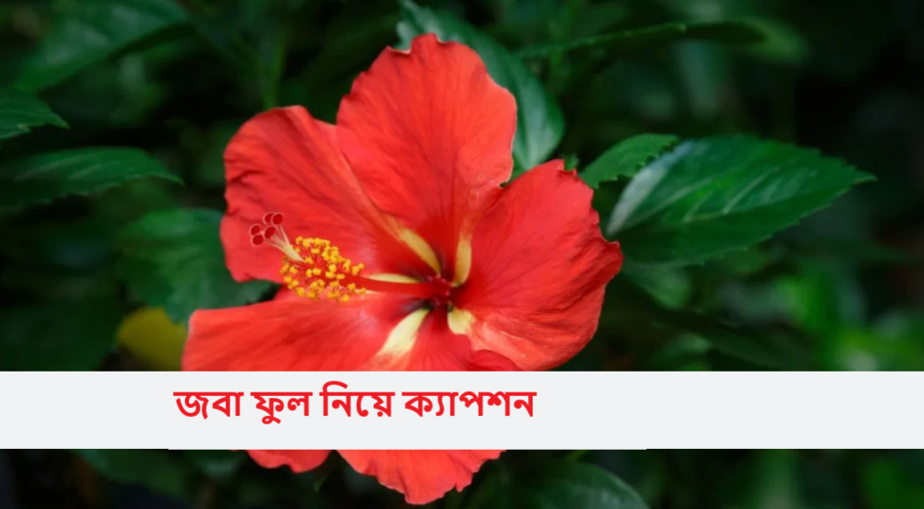 জবা ফুল নিয়ে ক্যাপশন