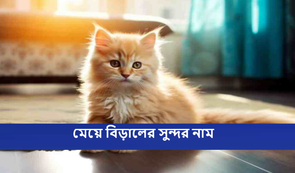 মেয়ে বিড়ালের সুন্দর নাম