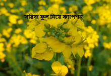 সরিষা ফুল নিয়ে ক্যাপশন