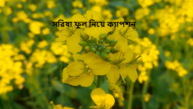 সরিষা ফুল নিয়ে ক্যাপশন