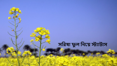 সরিষা ফুল নিয়ে স্ট্যাটাস