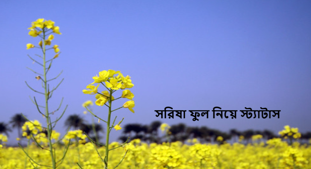 সরিষা ফুল নিয়ে স্ট্যাটাস