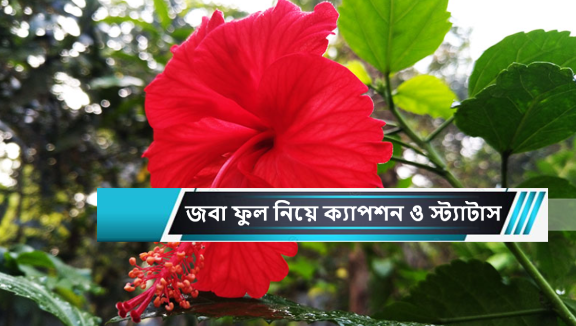 জবা ফুল নিয়ে ক্যাপশন ও স্ট্যাটাস| জবা ফুলের ছবি - Kichu Kotha