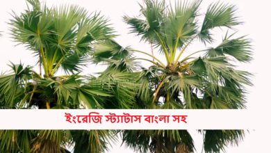 ইংরেজি স্ট্যাটাস বাংলা সহ