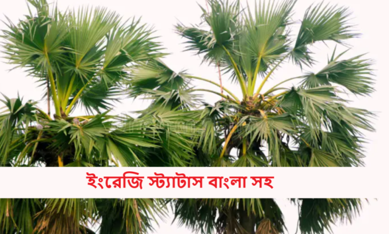 ইংরেজি স্ট্যাটাস বাংলা সহ