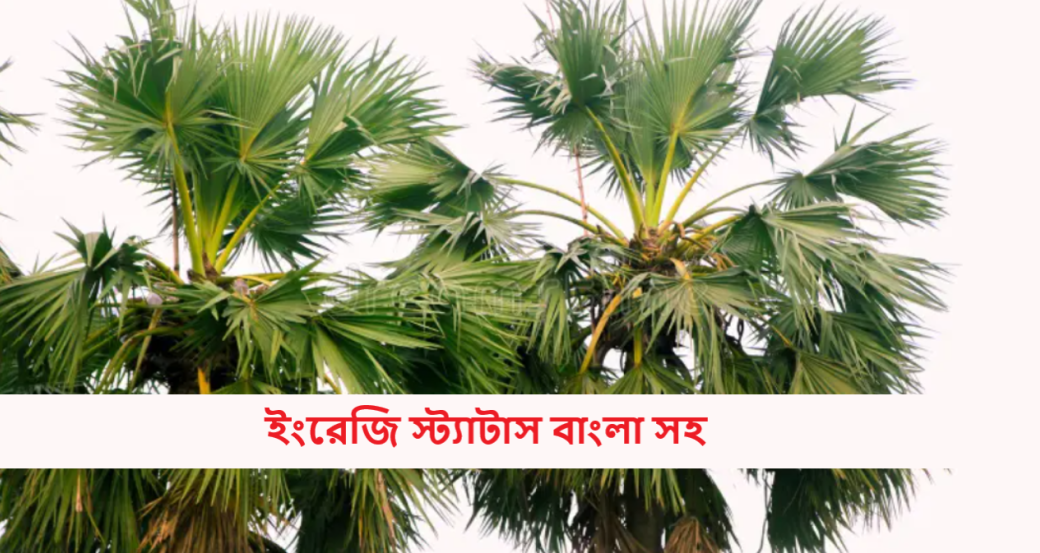 ইংরেজি স্ট্যাটাস বাংলা সহ
