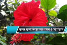 জবা ফুল নিয়ে ক্যাপশন ও স্ট্যাটাস