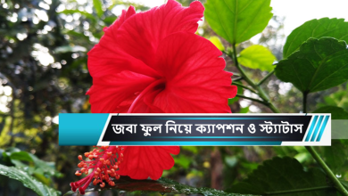 জবা ফুল নিয়ে ক্যাপশন ও স্ট্যাটাস