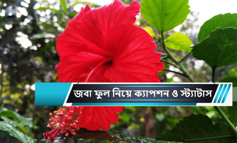 জবা ফুল নিয়ে ক্যাপশন ও স্ট্যাটাস