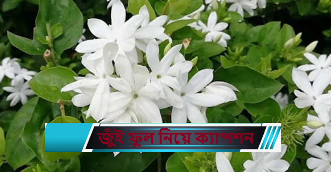 জুঁই ফুল নিয়ে ক্যাপশন