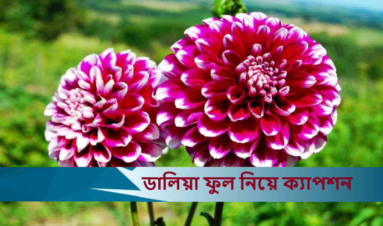 ডালিয়া ফুল নিয়ে ক্যাপশন