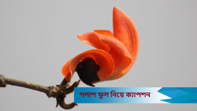 পলাশ ফুল নিয়ে ক্যাপশন