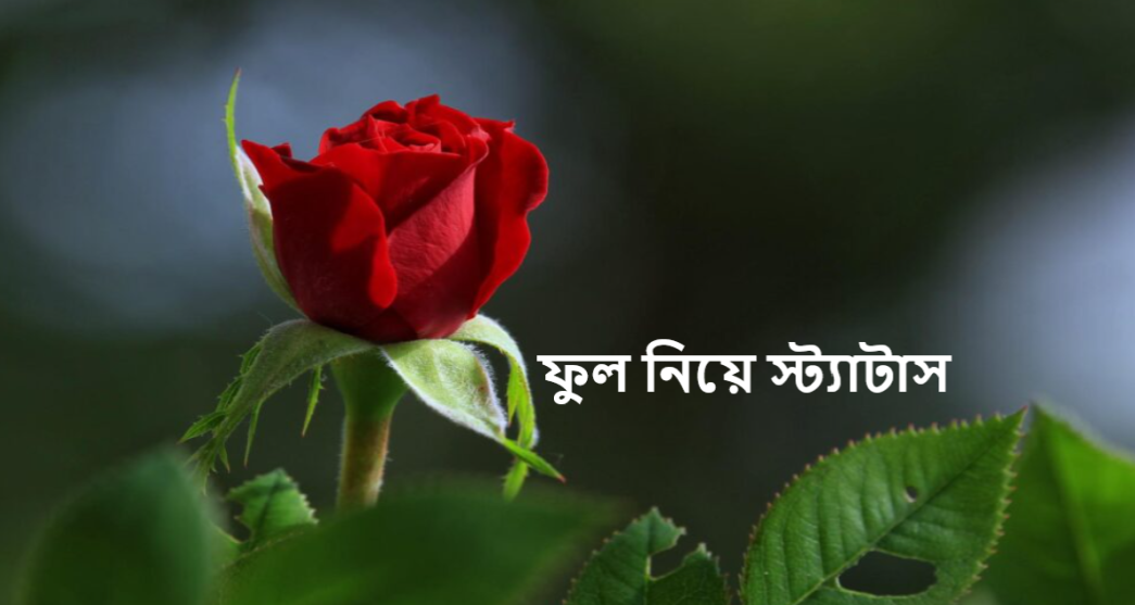 ফুল নিয়ে স্ট্যাটাস
