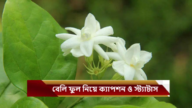 বেলি ফুল নিয়ে ক্যাপশন