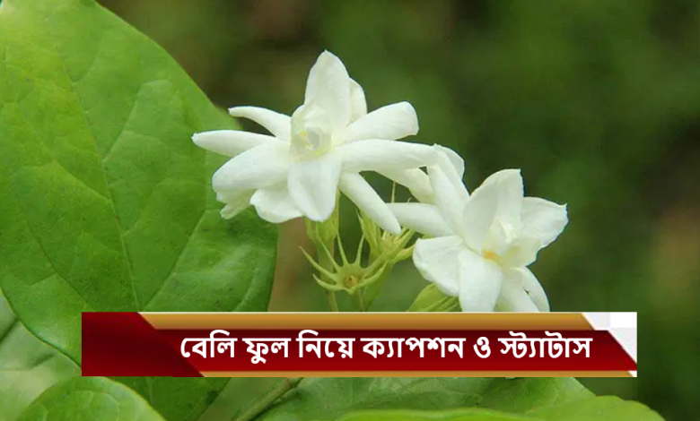 বেলি ফুল নিয়ে ক্যাপশন