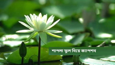 শাপলা ফুল নিয়ে ক্যাপশন