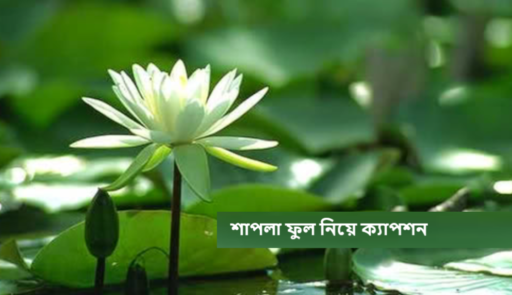 শাপলা ফুল নিয়ে ক্যাপশন