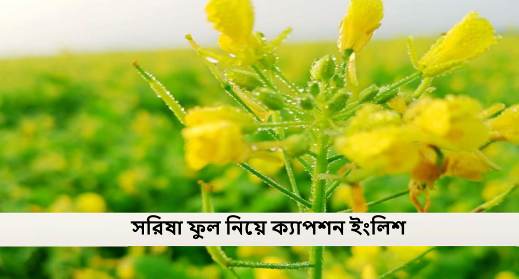 সরিষা ফুল নিয়ে ক্যাপশন ইংলিশ