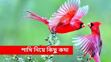 পাখি নিয়ে কিছু কথা