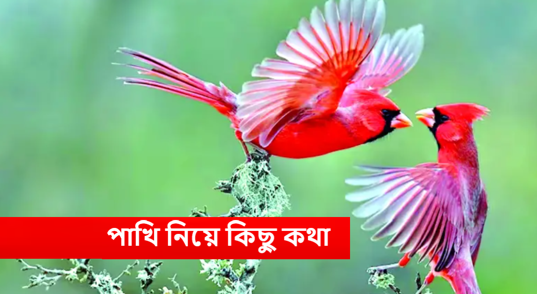 পাখি নিয়ে কিছু কথা
