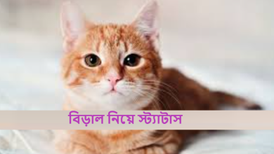 পোষা বিড়াল নিয়ে স্ট্যাটাস