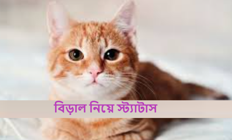 পোষা বিড়াল নিয়ে স্ট্যাটাস