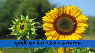 সূর্যমুখী ফুল নিয়ে স্ট্যাটাস ও ক্যাপশন