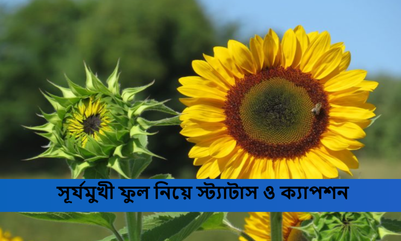 সূর্যমুখী ফুল নিয়ে স্ট্যাটাস ও ক্যাপশন