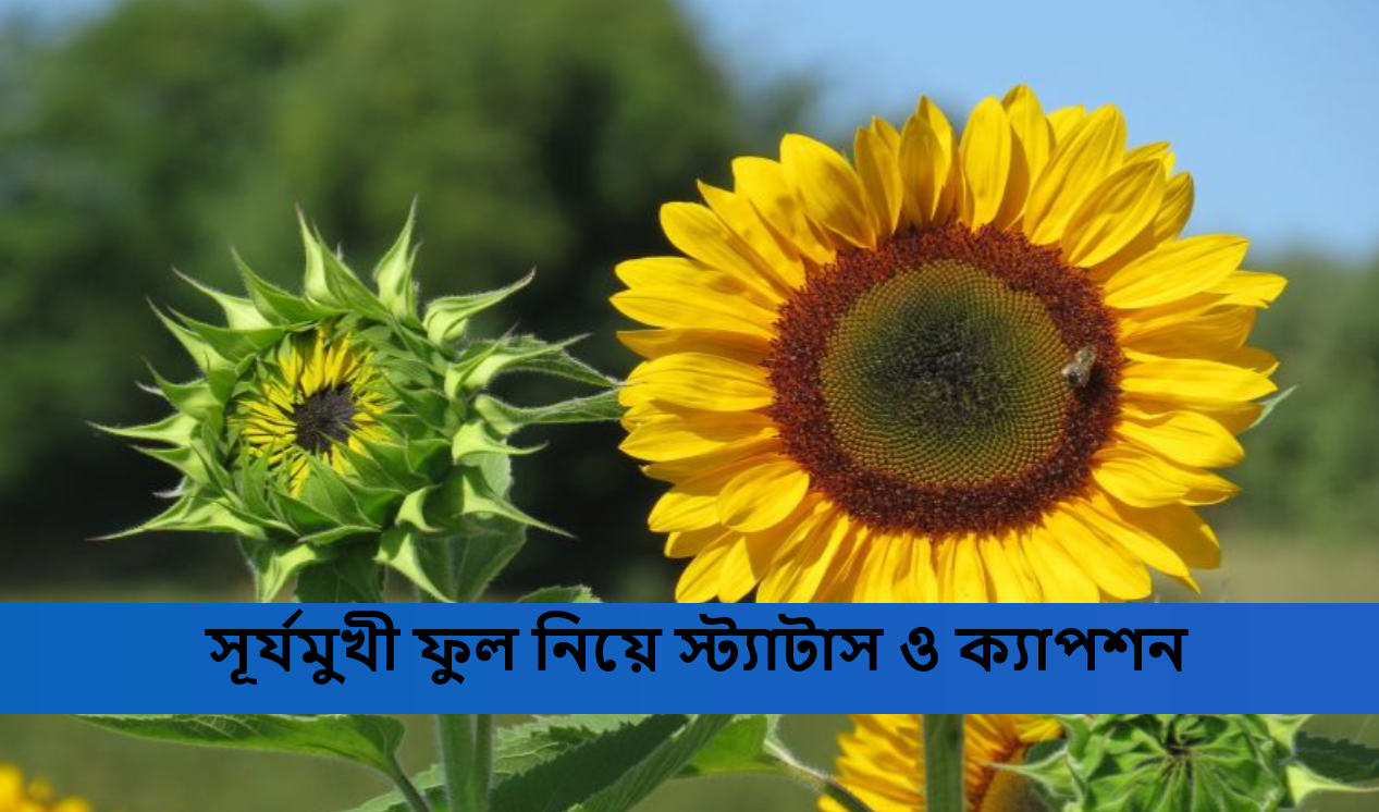 সূর্যমুখী ফুল নিয়ে স্ট্যাটাস ও ক্যাপশন