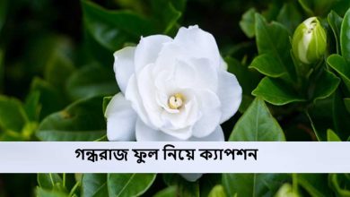 গন্ধরাজ ফুল নিয়ে ক্যাপশন
