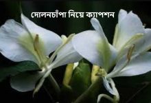 দোলনচাঁপা নিয়ে ক্যাপশন
