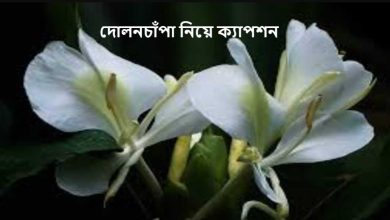 দোলনচাঁপা নিয়ে ক্যাপশন